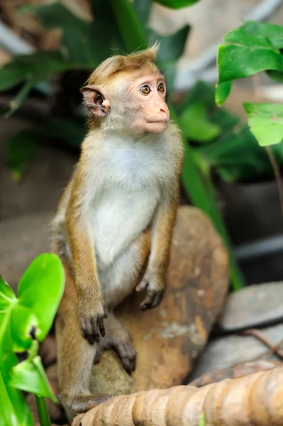 Singe dans la nature vivante — Photo