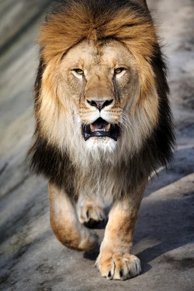 Közeli kép: oroszlán — Stock Fotó