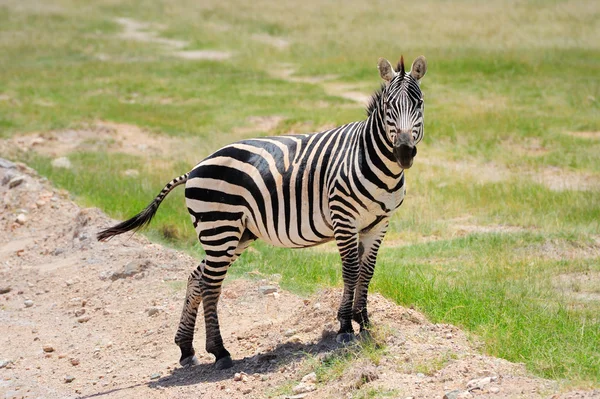 Zebran — Stockfoto