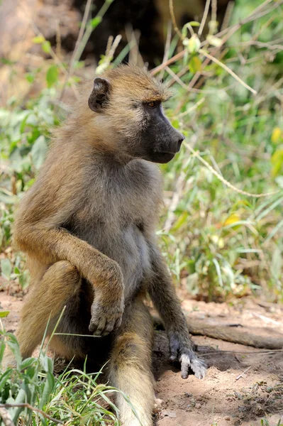 Olivové pavián v národním parku masai mara v Keni — Stock fotografie