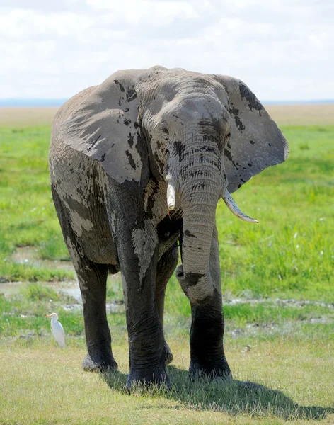 Elephant — Stock Photo, Image