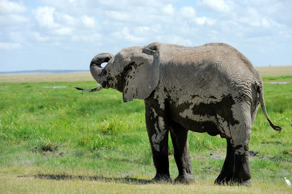 Elefante — Fotografia de Stock