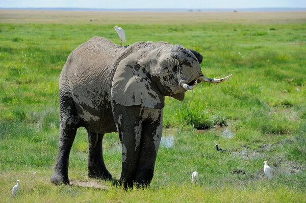 Elefante — Fotografia de Stock