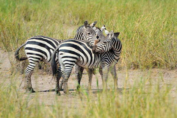 Zebra in the grasslands of the National Park. Africa, Kenya