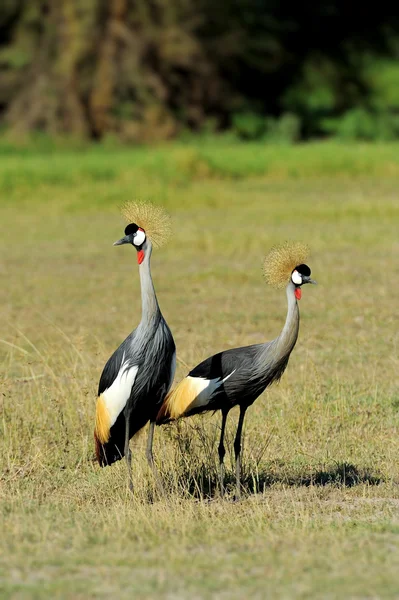 Grey crowned crane — Stock Photo, Image