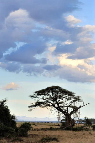 Savannah — Stok fotoğraf