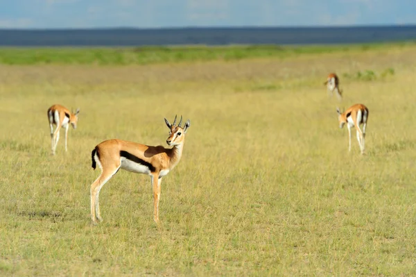 Thomson's gazelle — Stock Photo, Image