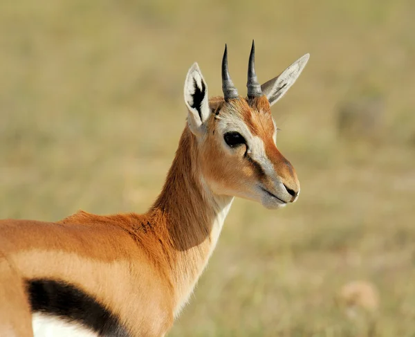 Gazela Thomsona — Zdjęcie stockowe