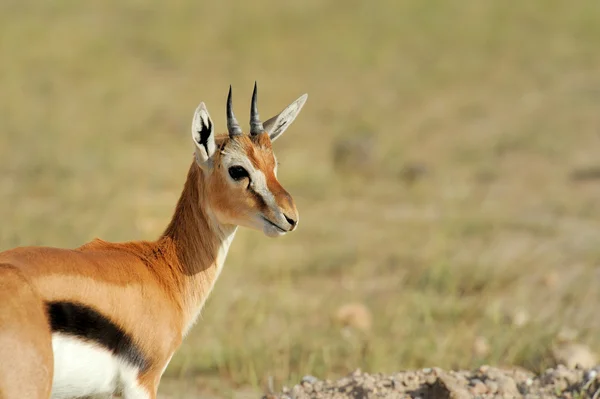 Thomson's gazelle — Stock Photo, Image