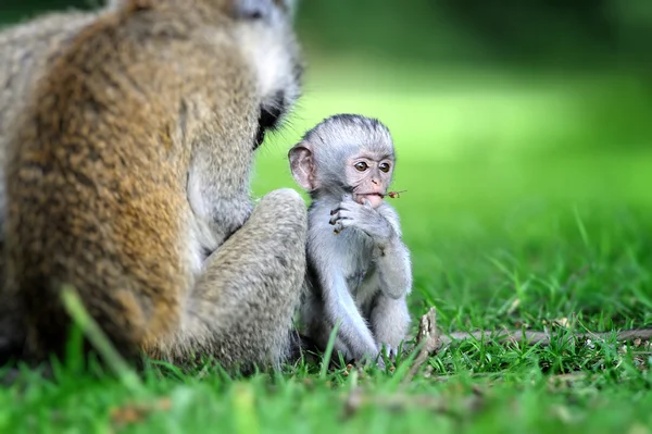 Macaco-de-vagem — Fotografia de Stock