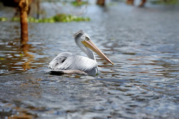 Pellicano — Foto Stock