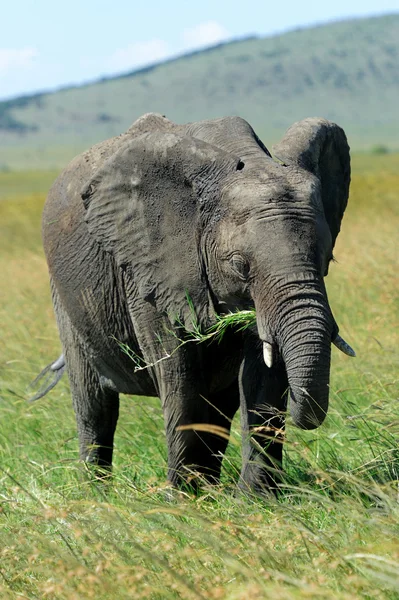 Elephant — Stock Photo, Image