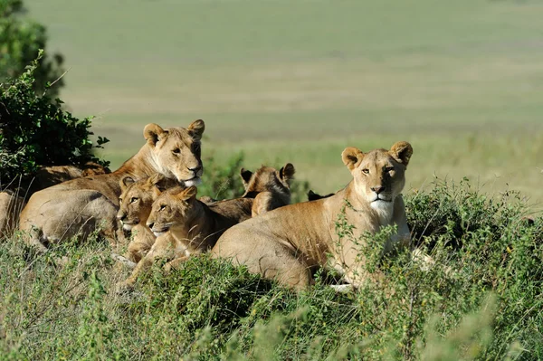 Lev v trávě masai mara, Keňa — Stockfoto