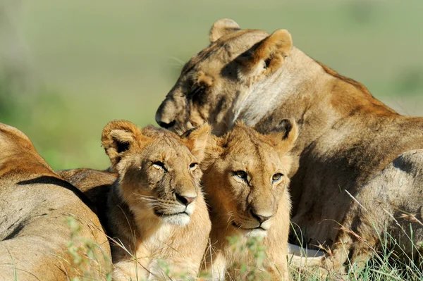 Lev v trávě masai mara, Keňa — Stockfoto