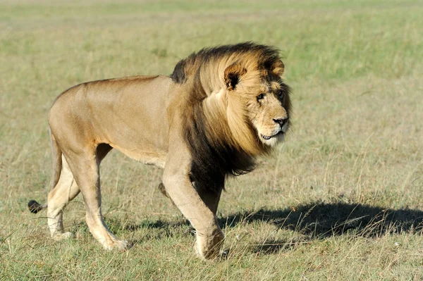 León en la hierba de Masai Mara, Kenia —  Fotos de Stock