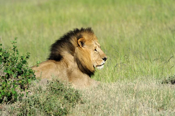 Lev v trávě masai mara, Keňa — Stockfoto