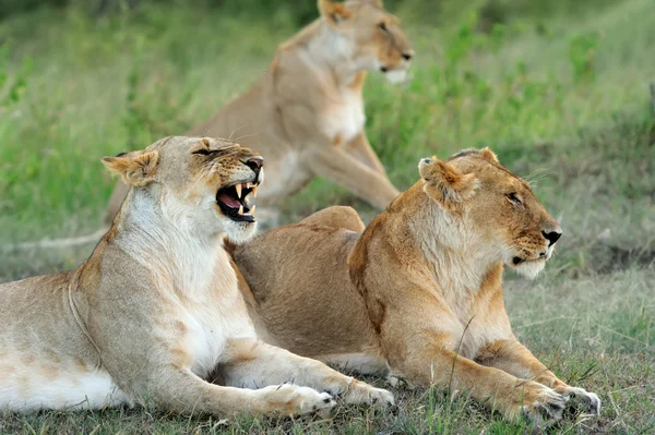 Masai mara, kenya çim aslan — Stok fotoğraf