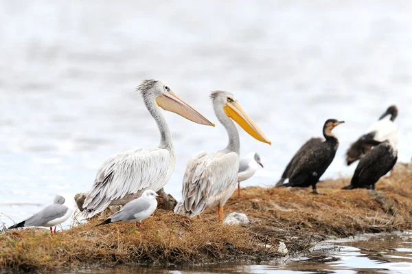 Pelikaan — Stockfoto