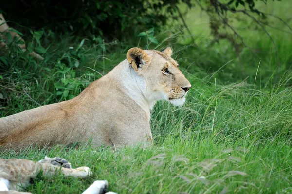 Leão na grama de Masai Mara, Quênia — Fotografia de Stock
