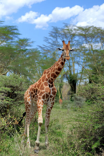 Giraffe