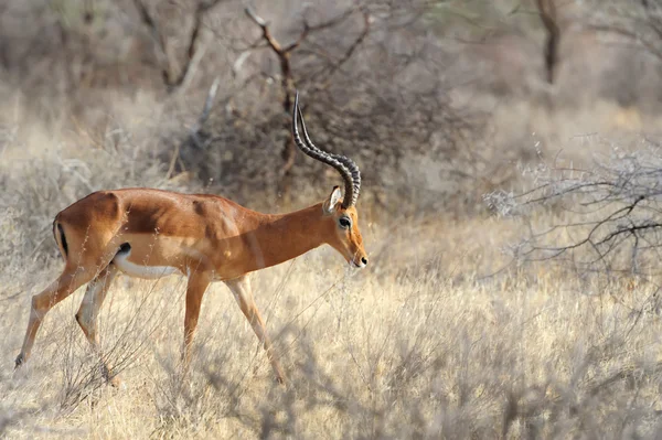 Impala in savanne — Stockfoto