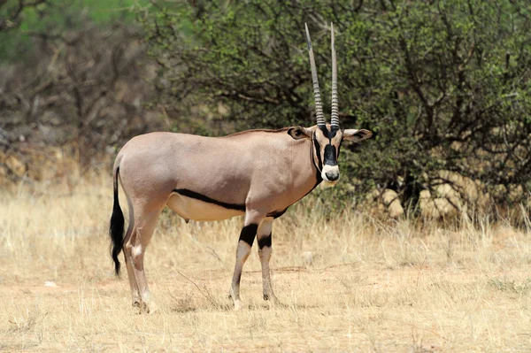 Gemsbok антилопи — стокове фото