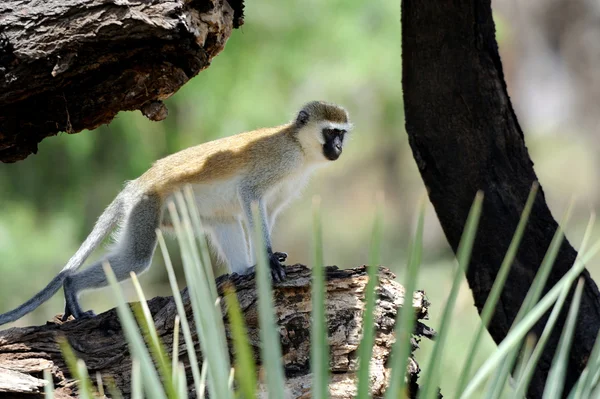 Macaco-de-vagem — Fotografia de Stock