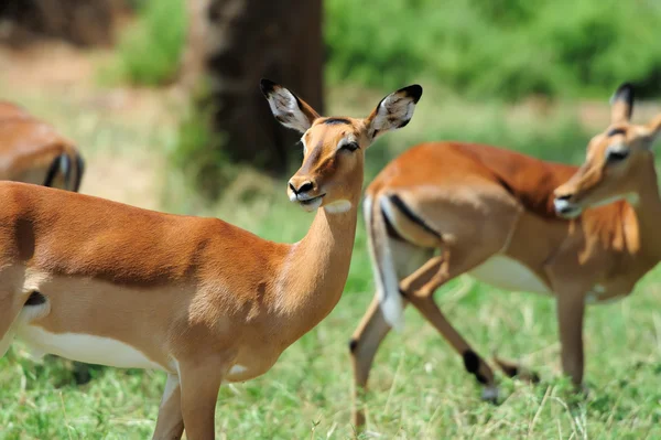 Impala in savanne — Stockfoto