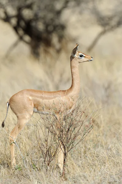 Giraffgasell — Stockfoto