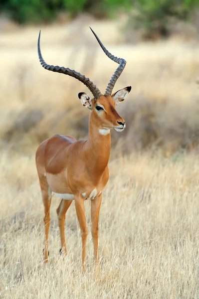 Impala in savanne — Stockfoto