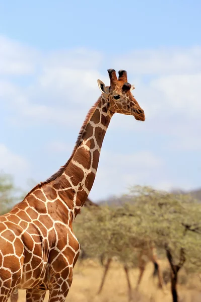 Giraffe — Stockfoto