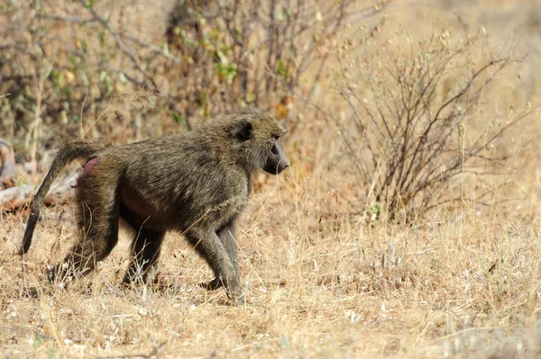 Olivové pavián v národním parku masai mara v Keni — Stock fotografie