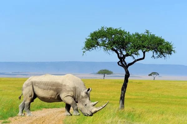 Rhino — Stock Photo, Image