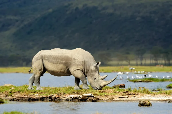 Rhino — Stockfoto