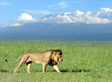 Aslan