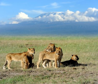 Aslan