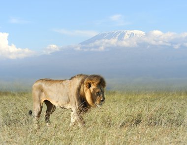 Aslan