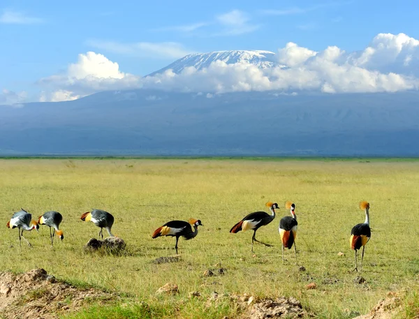 Grey crowned crane — Stock Photo, Image