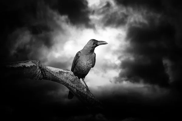 Cuervo en una rama — Foto de Stock