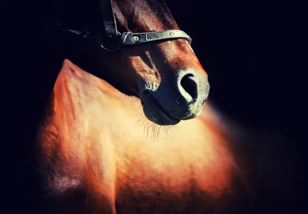 Horse — Stock Photo, Image