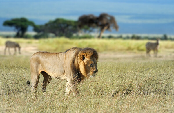 Lion in grass