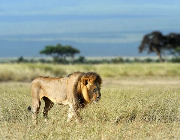 Lion in grass — Stock Photo, Image