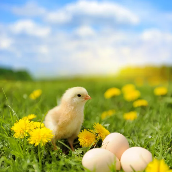 Little chicken — Stock Photo, Image