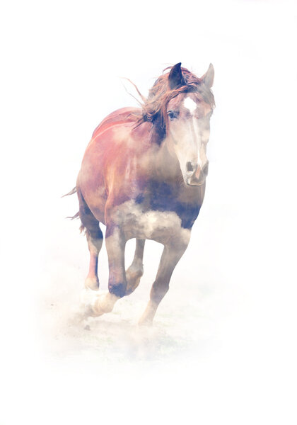 Horse. Double exposure