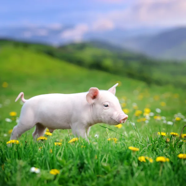 Jeune cochon sur une herbe verte — Photo