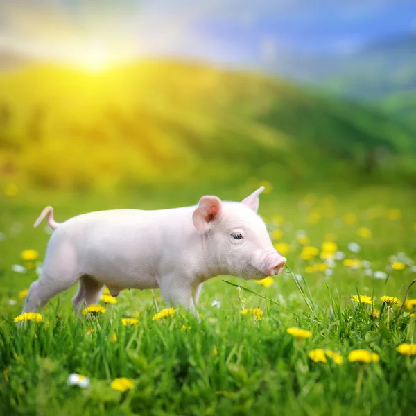 Jeune cochon sur une herbe verte — Photo