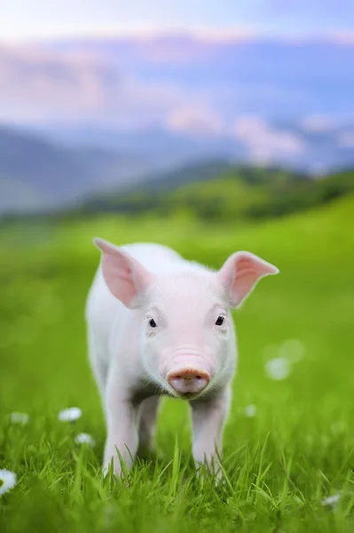 Cerdo joven sobre una hierba verde —  Fotos de Stock