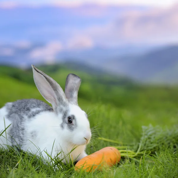 Conejo — Foto de Stock