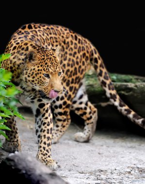 leopar