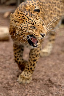 leopar